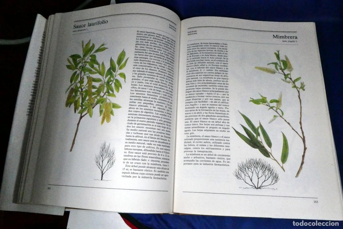 Libros de segunda mano: &Aacute;RBOLES Y ARBUSTOS (de ediciones Susaeta) - Foto 5