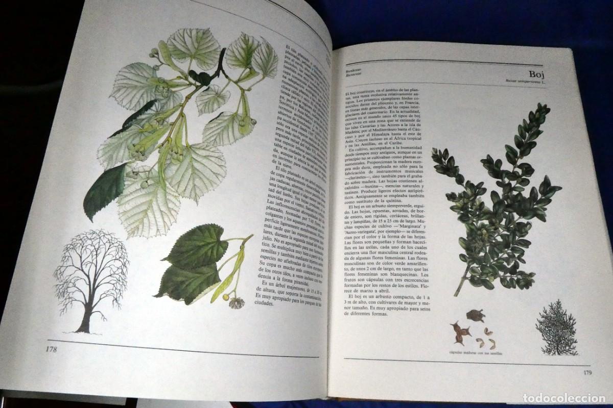 Libros de segunda mano: &Aacute;RBOLES Y ARBUSTOS (de ediciones Susaeta) - Foto 6