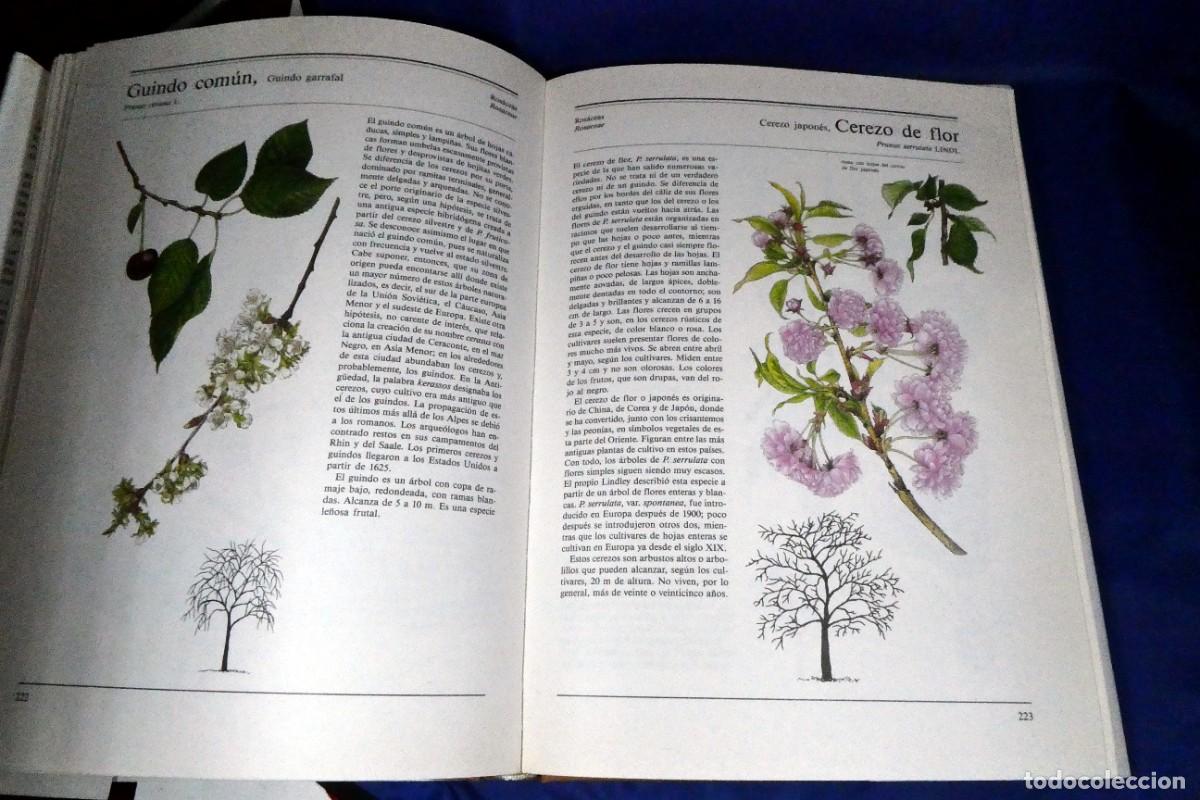 Libros de segunda mano: &Aacute;RBOLES Y ARBUSTOS (de ediciones Susaeta) - Foto 7