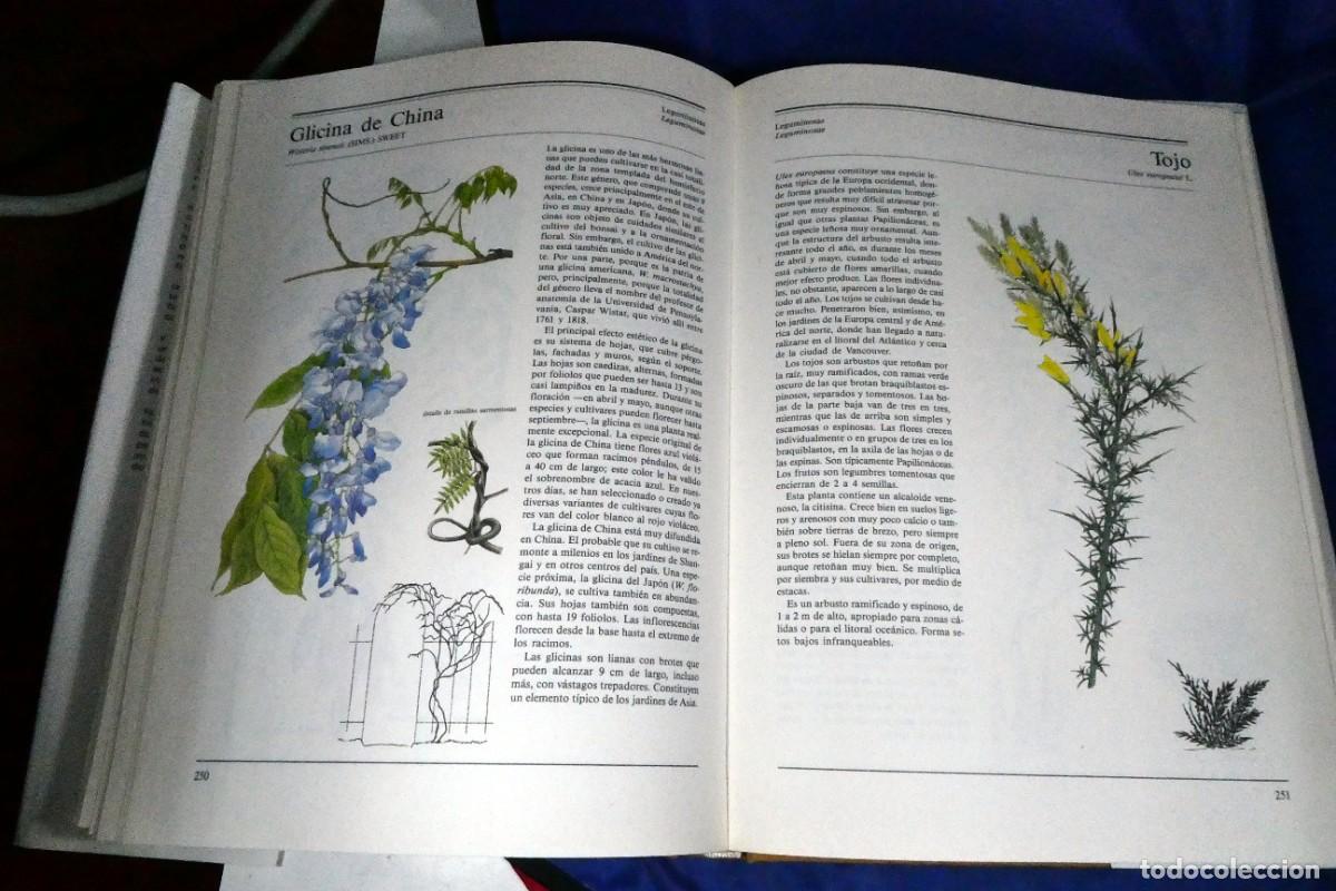 Libros de segunda mano: &Aacute;RBOLES Y ARBUSTOS (de ediciones Susaeta) - Foto 8
