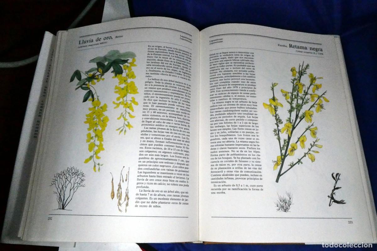 Libros de segunda mano: &Aacute;RBOLES Y ARBUSTOS (de ediciones Susaeta) - Foto 9