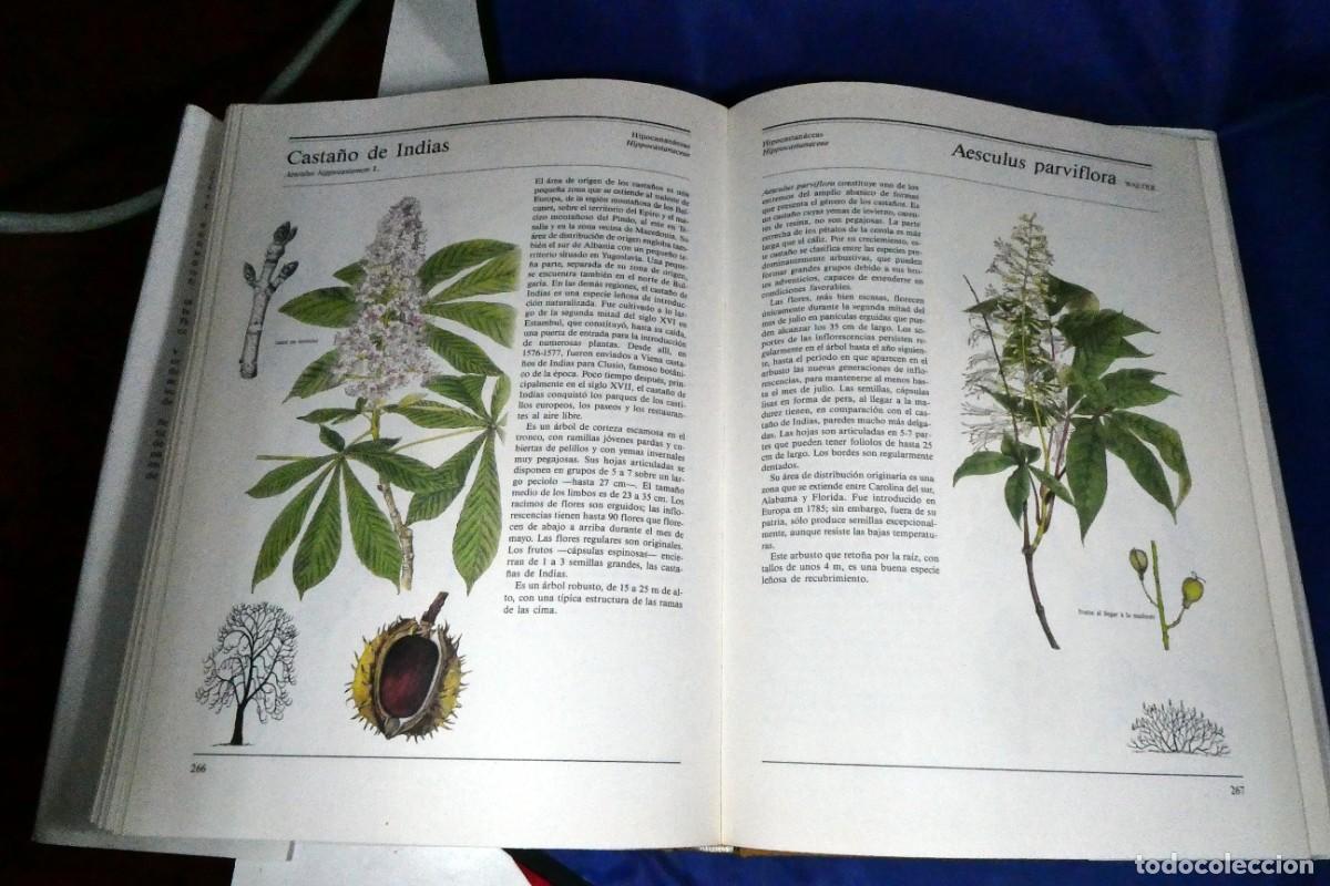 Libros de segunda mano: &Aacute;RBOLES Y ARBUSTOS (de ediciones Susaeta) - Foto 10