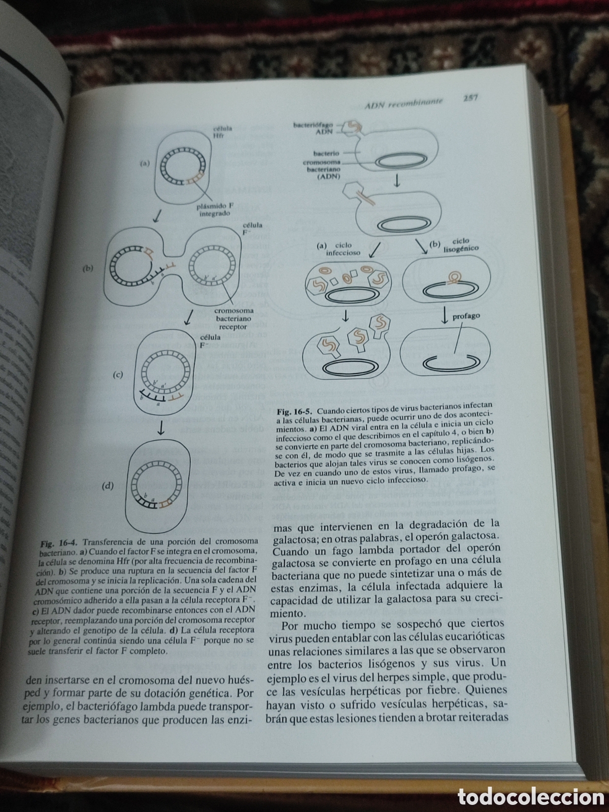 Libros de segunda mano: Invitaci&oacute;n a la biolog&iacute;a Helena Curtis - Foto 2