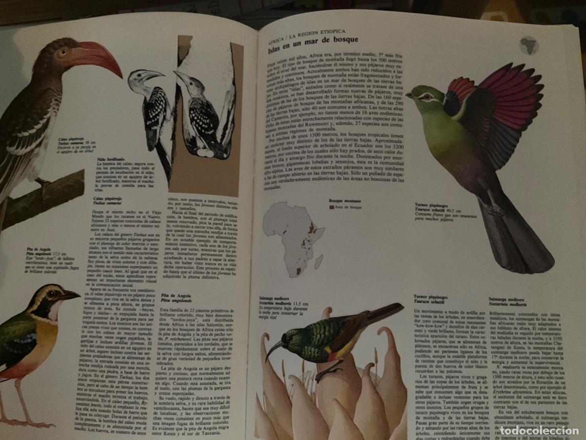 Libros de segunda mano: Los pajaros ed Blume - Foto 6