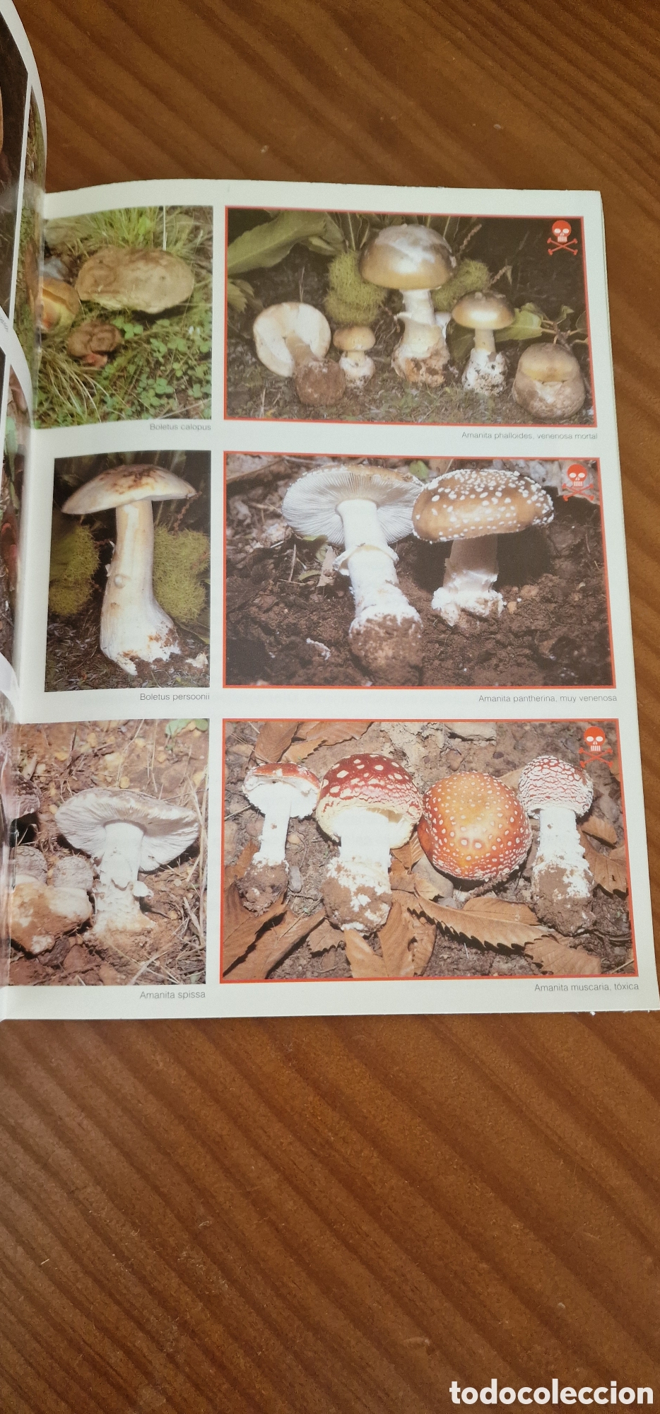 Libros de segunda mano: Las setas de los Casta&ntilde;os - Foto 5