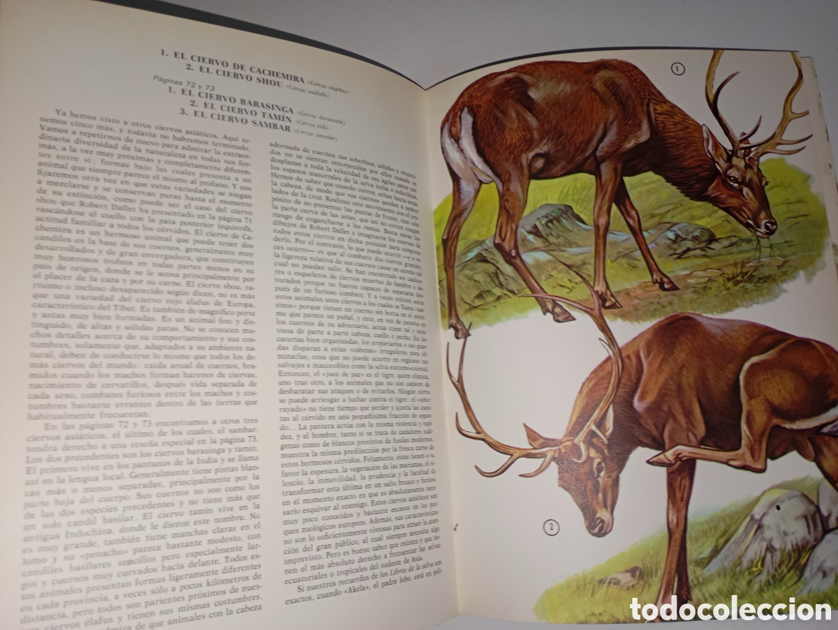 Libros de segunda mano: Fauna asi&aacute;tica, Ed. Timun Mas - Foto 2