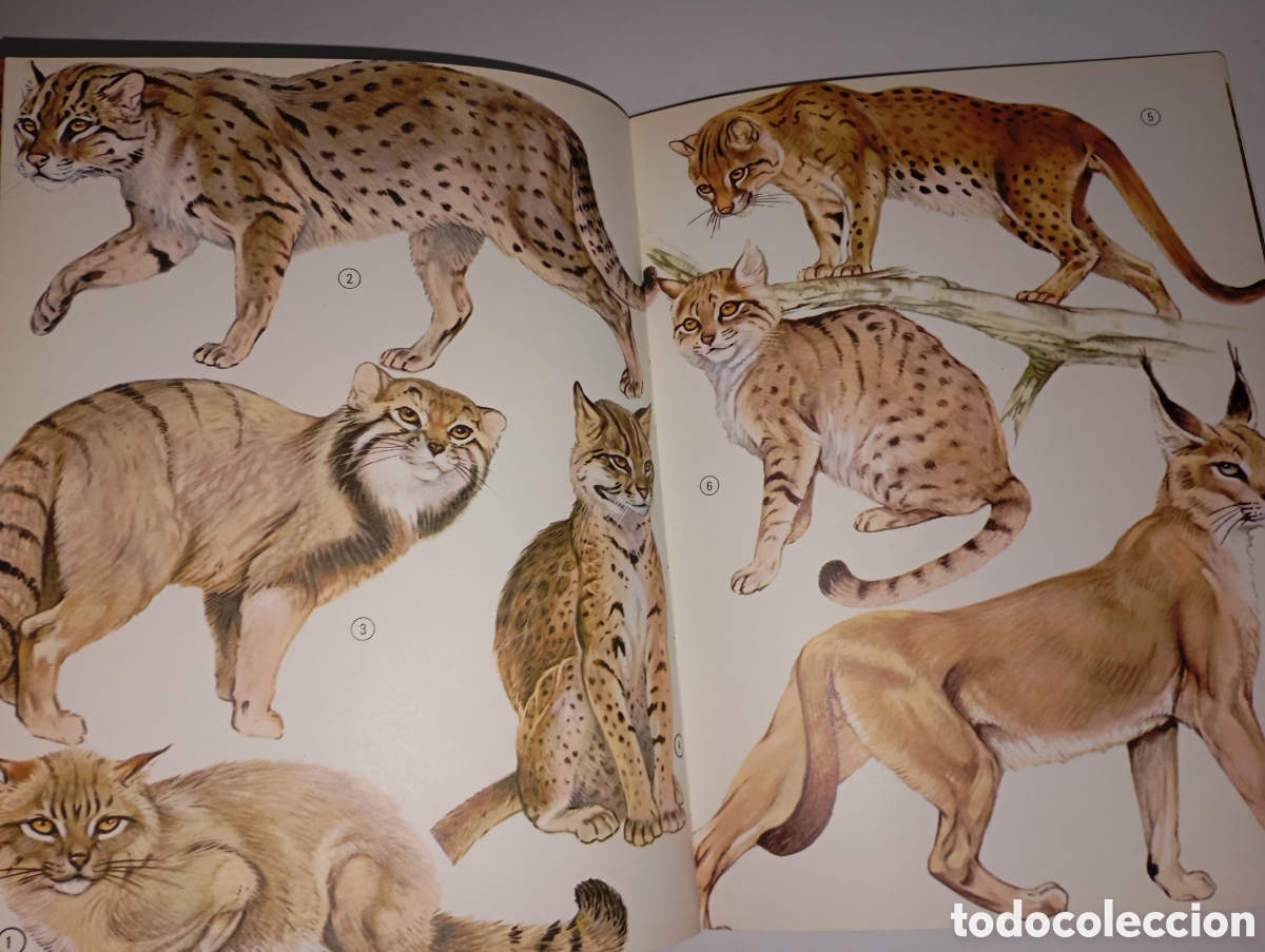 Libros de segunda mano: Fauna asi&aacute;tica, Ed. Timun Mas - Foto 3