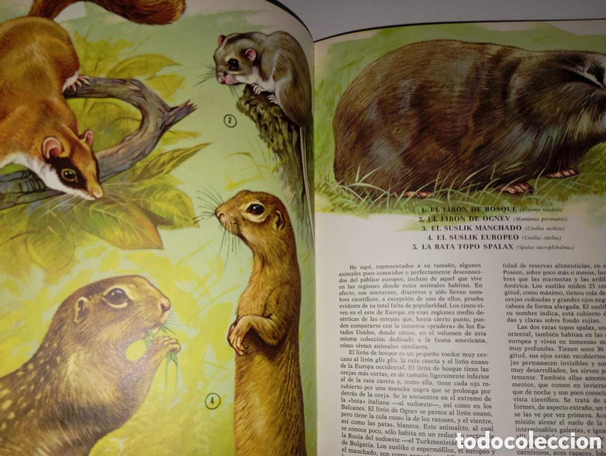 Libros de segunda mano: Fauna europea, Ed. Timun Mas - Foto 2