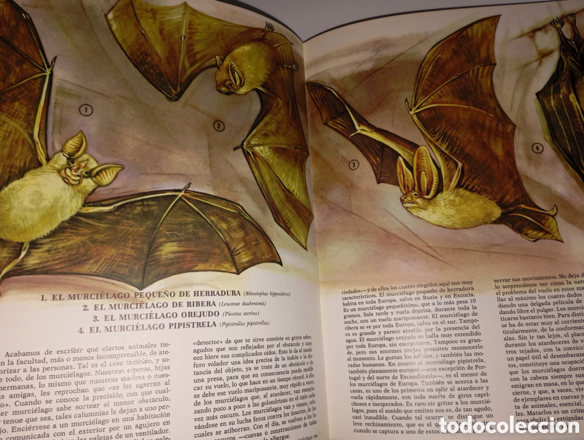 Libros de segunda mano: Fauna europea, Ed. Timun Mas - Foto 3