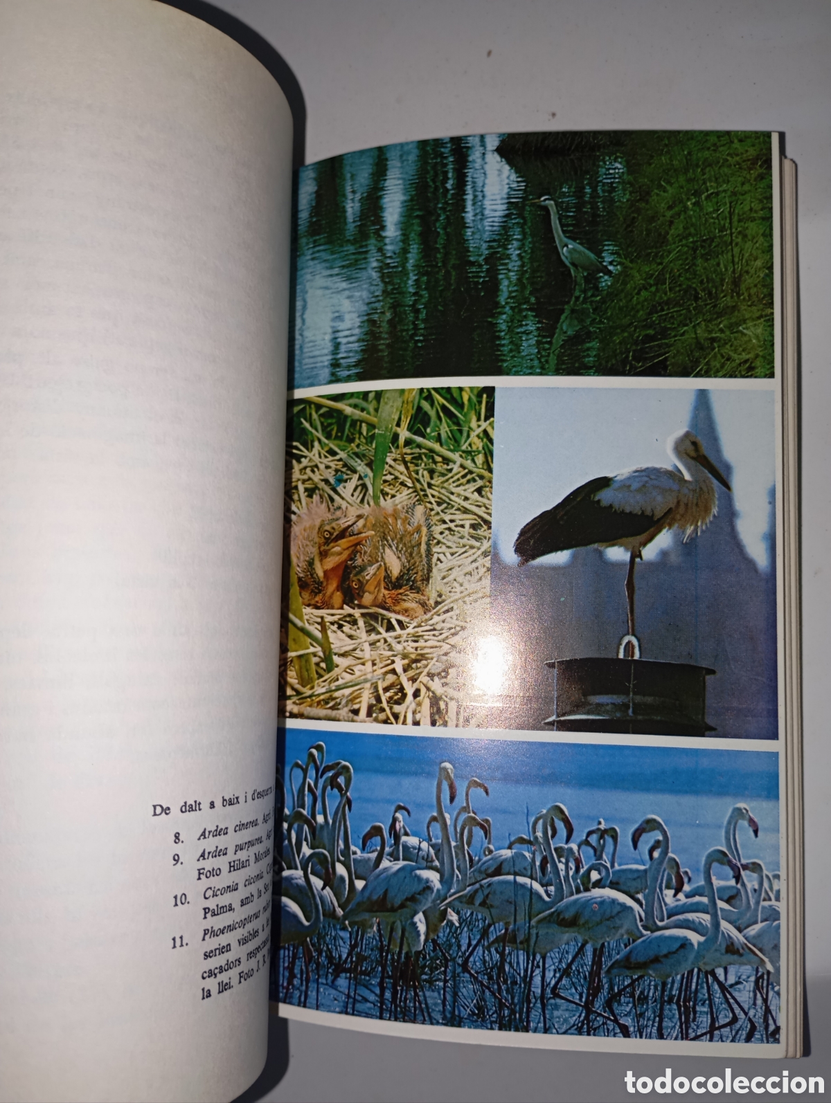 Libros de segunda mano: Els aucells de les Balears - Foto 2