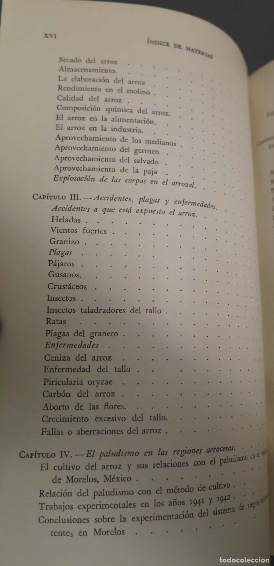 Libros de segunda mano: CEREALES DE PRIMAVERA Alfonso D&iacute;az del Pino - Foto 7