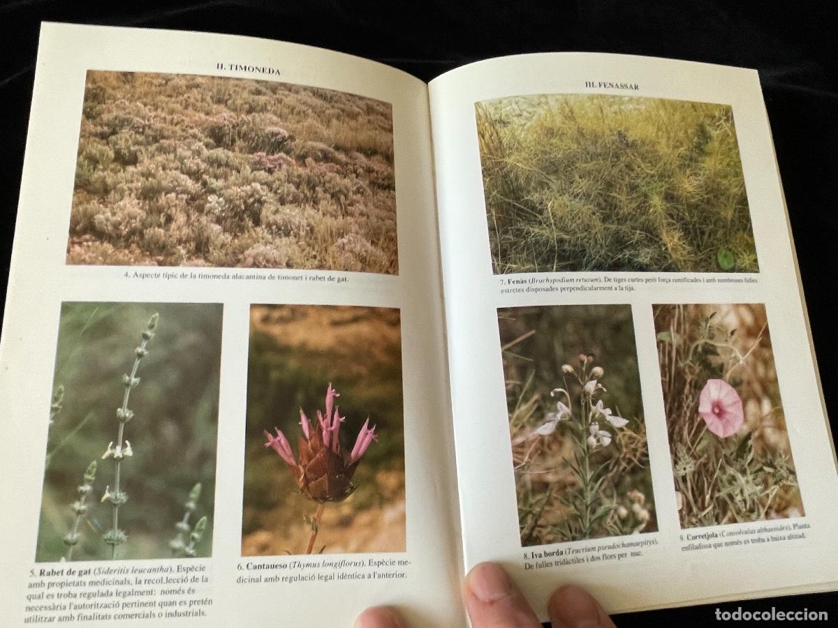 Libros de segunda mano: LIBRO LES FORMACIONS VEGETALS A LA CIUTAT D&acute;ALACANT. DANIEL CLIMENT - Foto 2