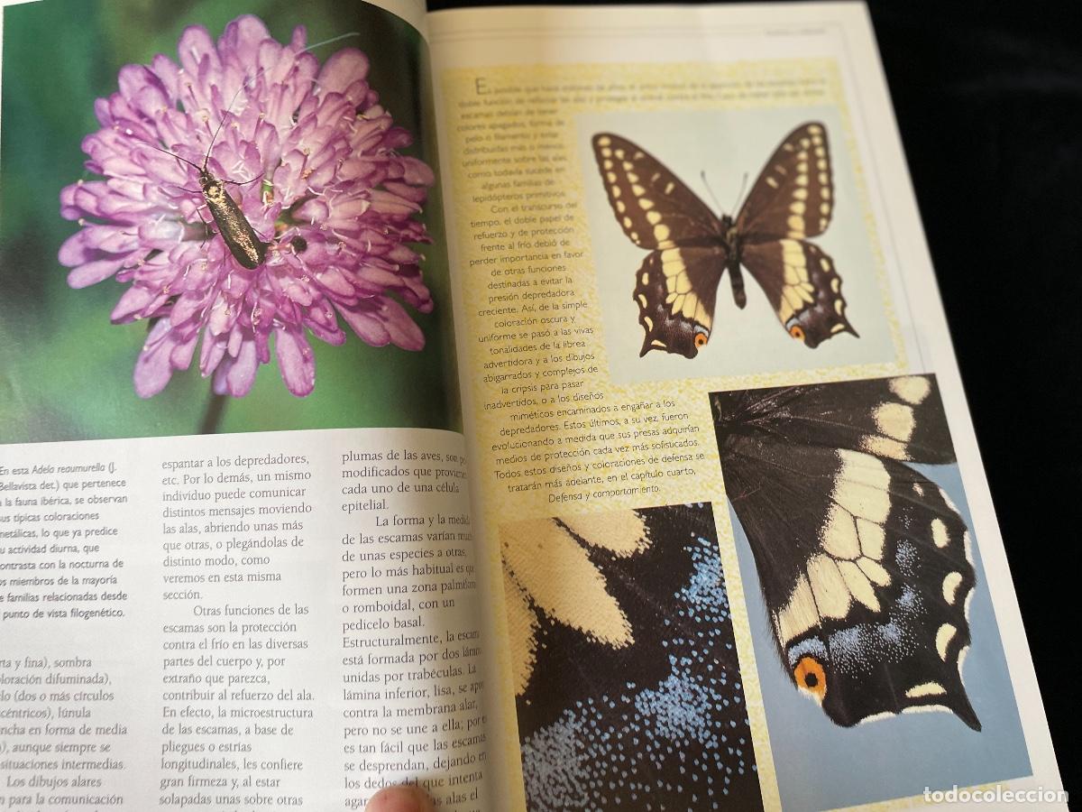 Libros de segunda mano: LIBRO OBSERVAR MARIPOSAS. ALBERT MAS&Oacute;. PLANETA. - Foto 3