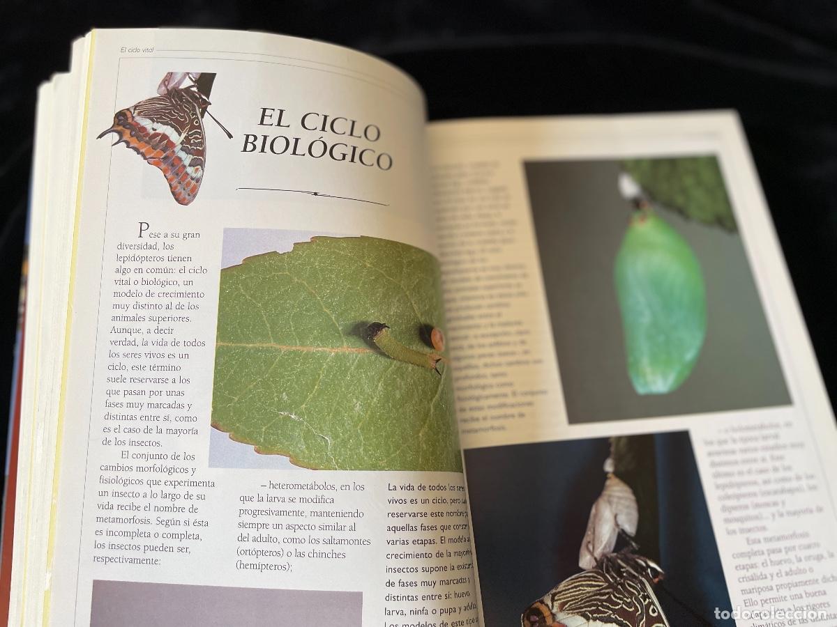Libros de segunda mano: LIBRO OBSERVAR MARIPOSAS. ALBERT MAS&Oacute;. PLANETA. - Foto 4