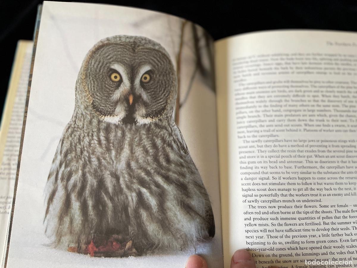 Libros de segunda mano: LIBRO THE LIVING PLANET. DAVID ATTENBOROUGH. - Foto 3
