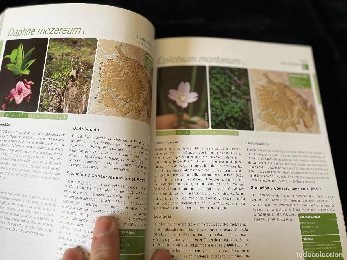 Libros de segunda mano: LIBRO FLORA AMENAZADA Y DE INTER&Eacute;S DE LA SERRAN&Iacute;A DE CUENCA - Foto 3