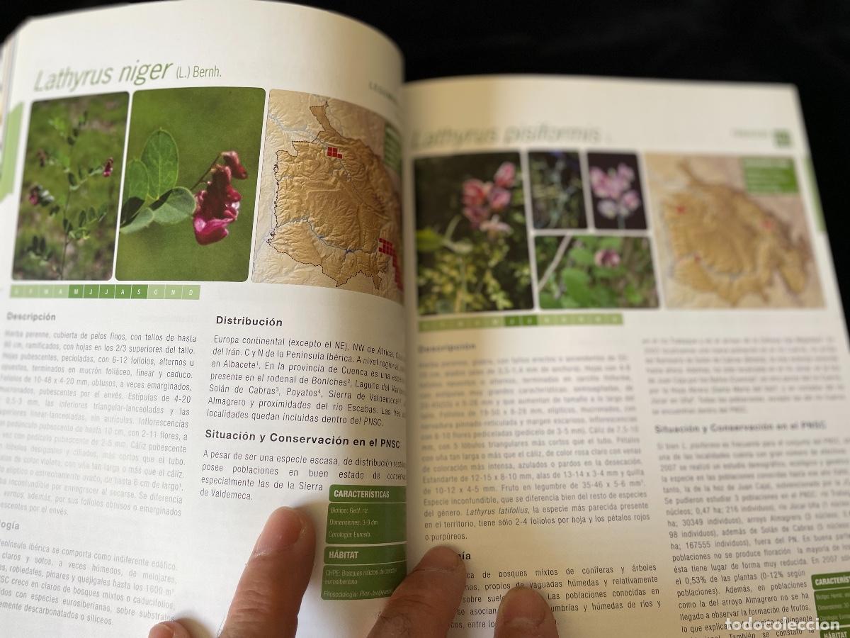 Libros de segunda mano: LIBRO FLORA AMENAZADA Y DE INTER&Eacute;S DE LA SERRAN&Iacute;A DE CUENCA - Foto 4