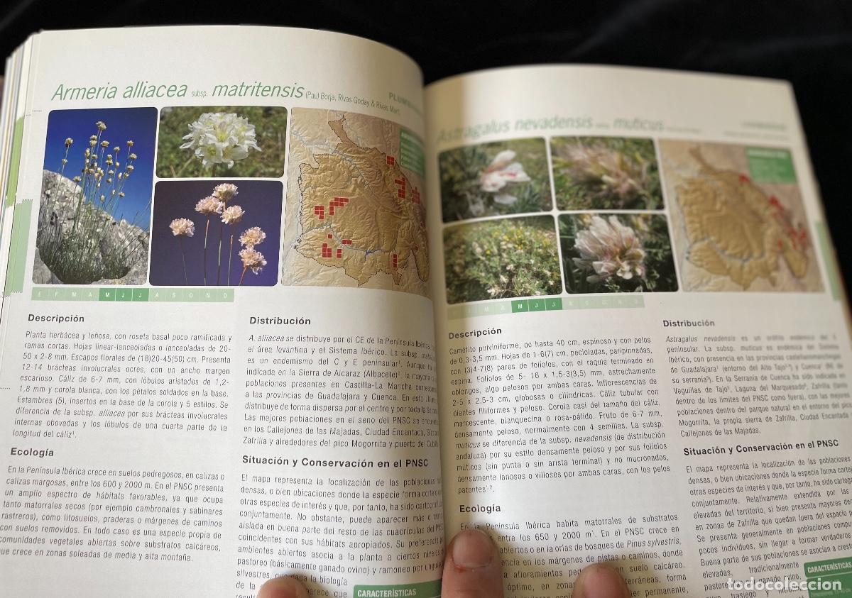 Libros de segunda mano: LIBRO FLORA AMENAZADA Y DE INTER&Eacute;S DE LA SERRAN&Iacute;A DE CUENCA - Foto 6