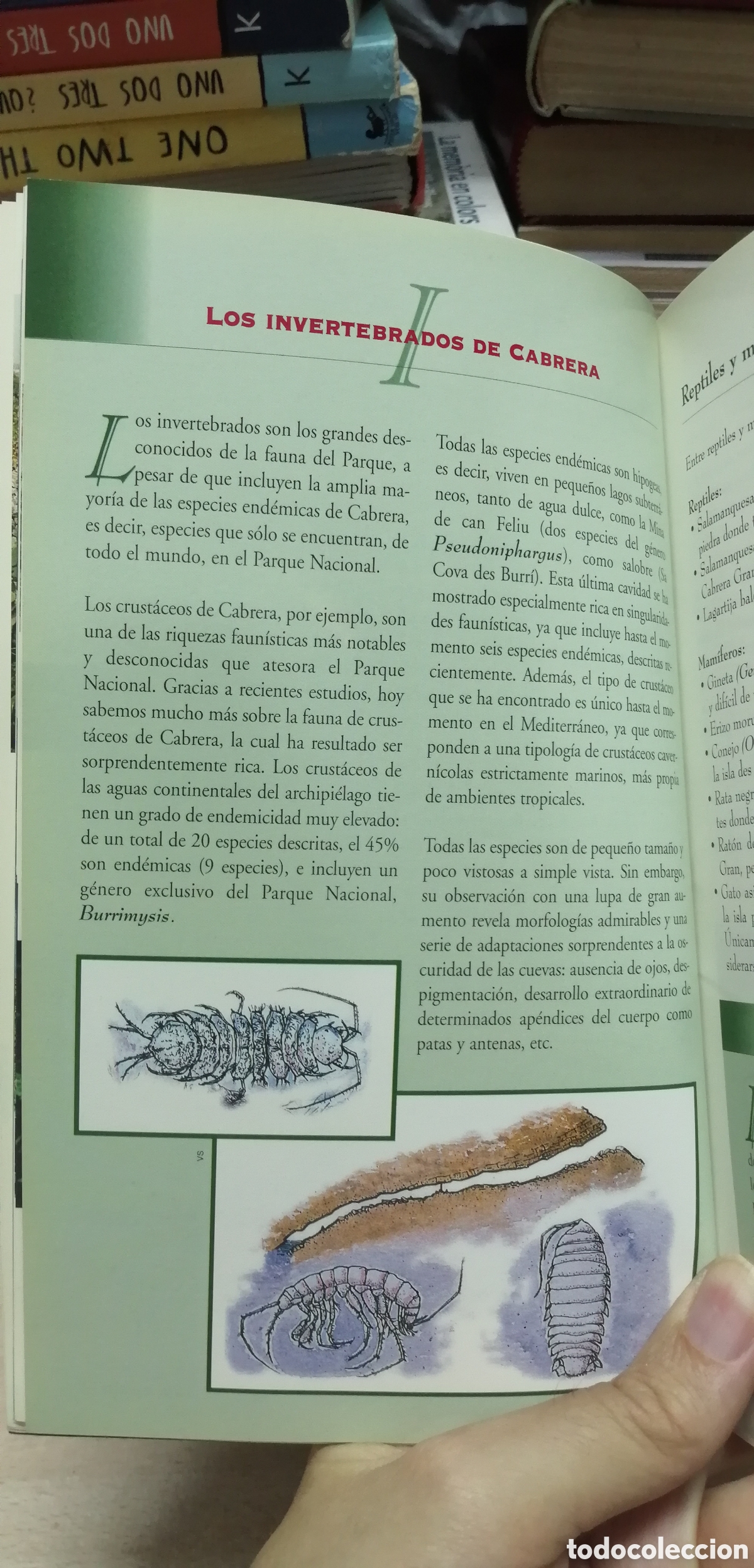 Libros de segunda mano: Cabrera El Parque Nacional Mar&iacute;timo Terrestre Gu&iacute;a de visita e Historia - Foto 10