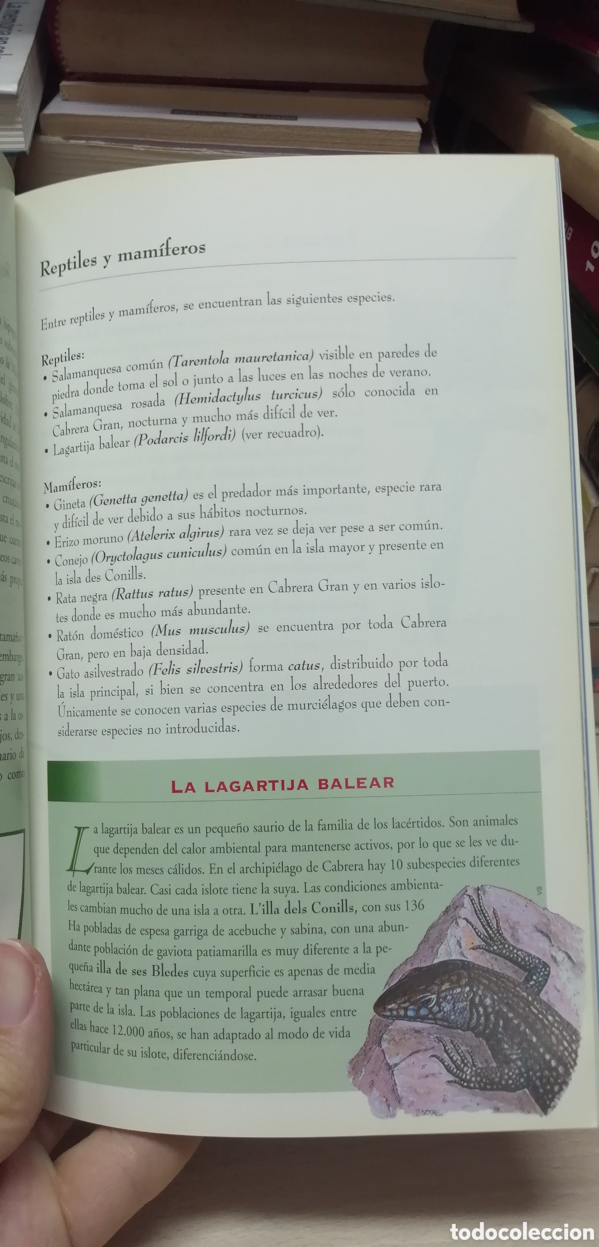 Libros de segunda mano: Cabrera El Parque Nacional Mar&iacute;timo Terrestre Gu&iacute;a de visita e Historia - Foto 11
