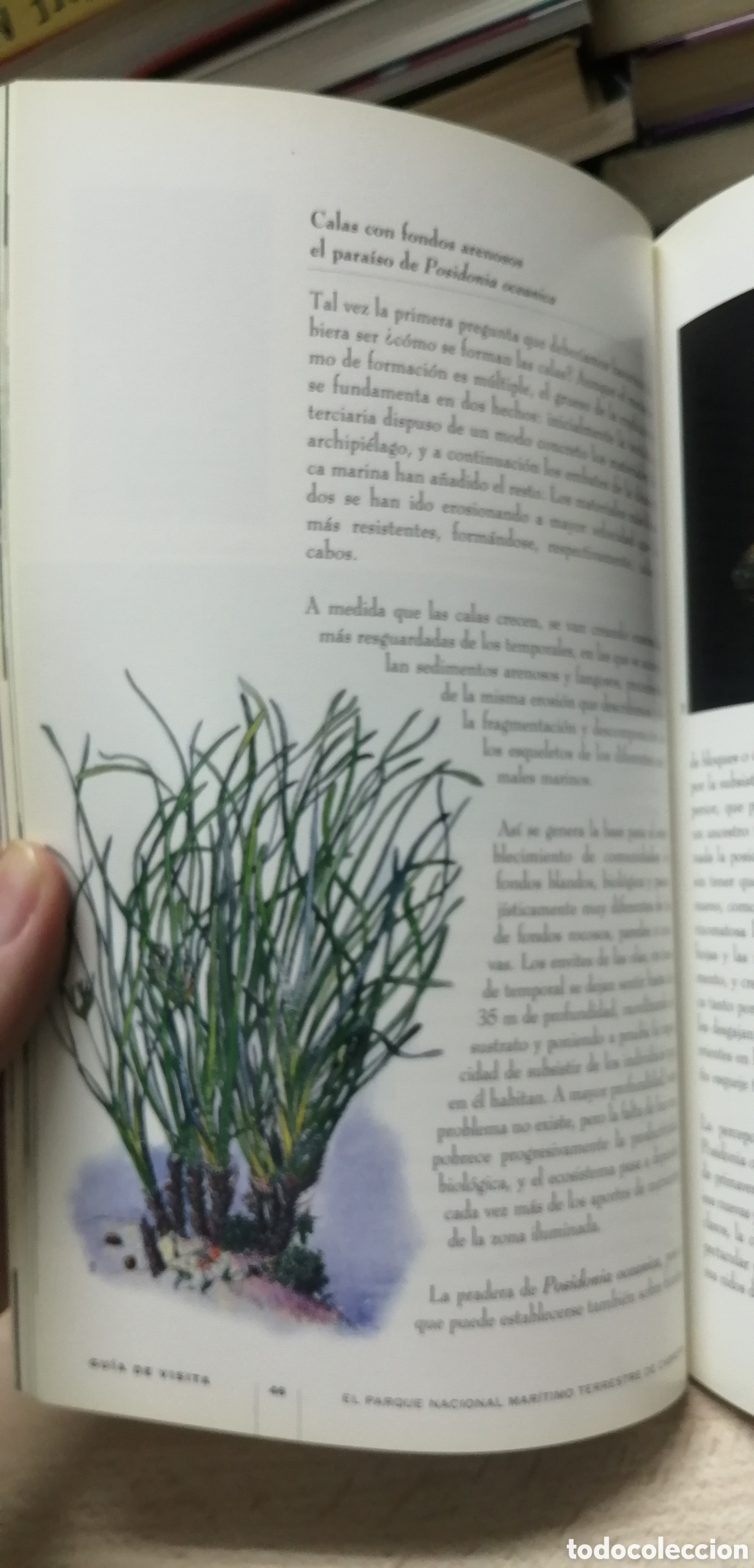 Libros de segunda mano: Cabrera El Parque Nacional Mar&iacute;timo Terrestre Gu&iacute;a de visita e Historia - Foto 22