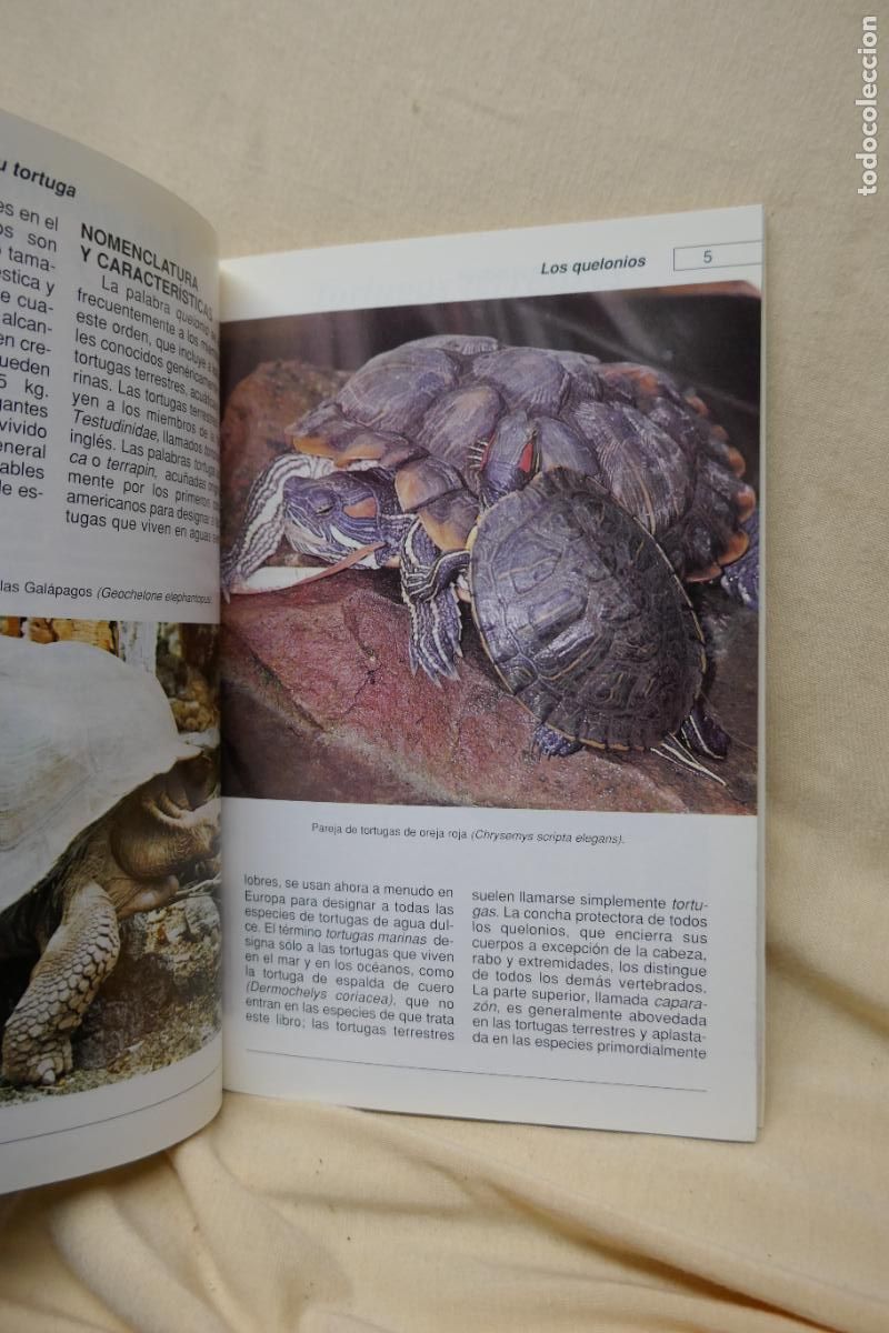 Libros de segunda mano: Conoce y cuida tu tortuga - Al David - Hispano Europea - Foto 9