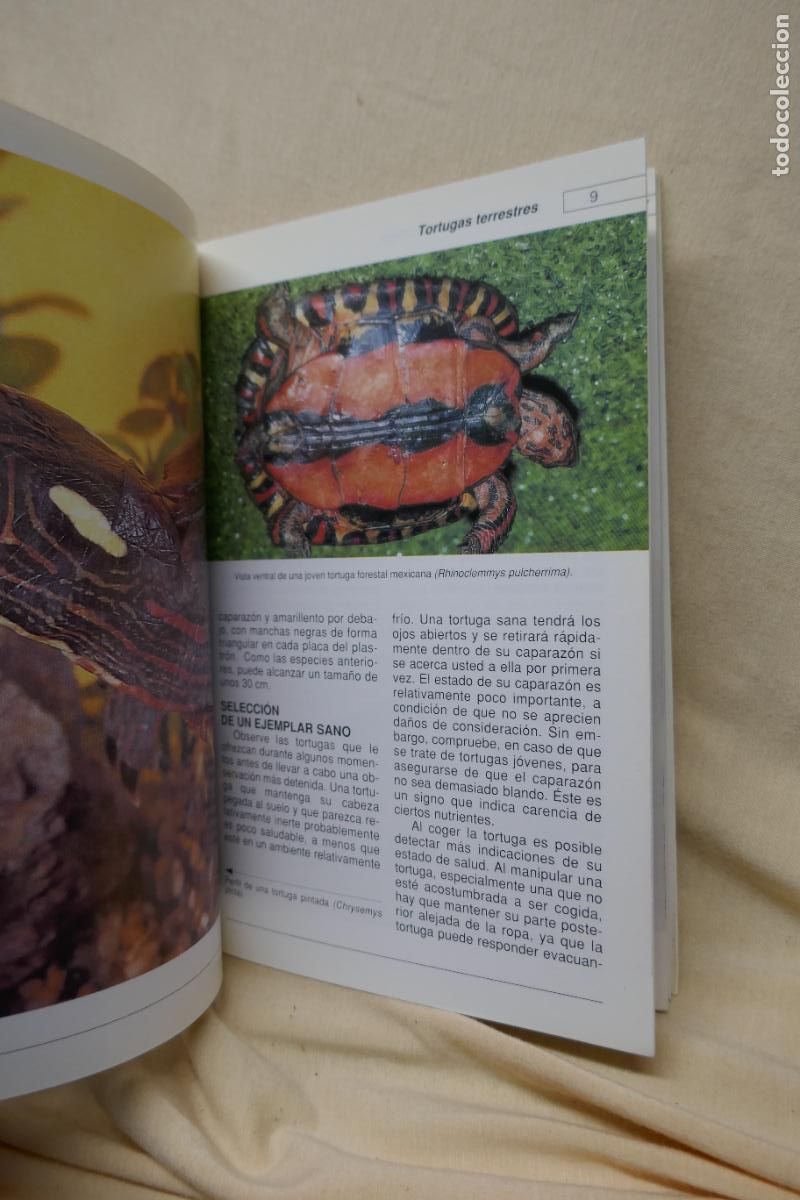 Libros de segunda mano: Conoce y cuida tu tortuga - Al David - Hispano Europea - Foto 11