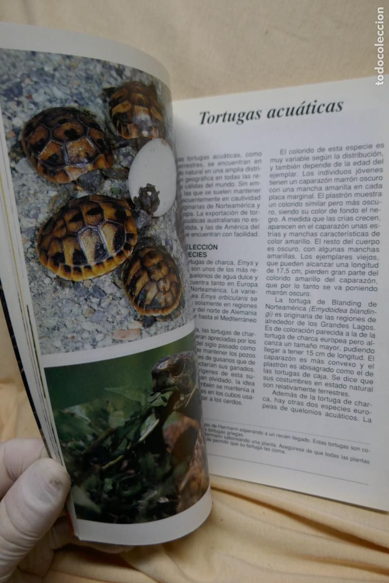 Libros de segunda mano: Conoce y cuida tu tortuga - Al David - Hispano Europea - Foto 12
