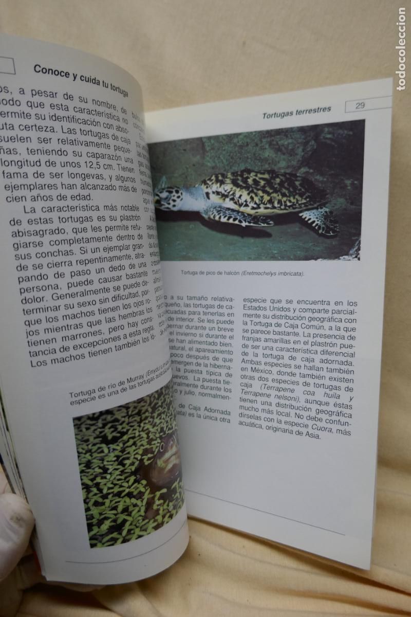 Libros de segunda mano: Conoce y cuida tu tortuga - Al David - Hispano Europea - Foto 14