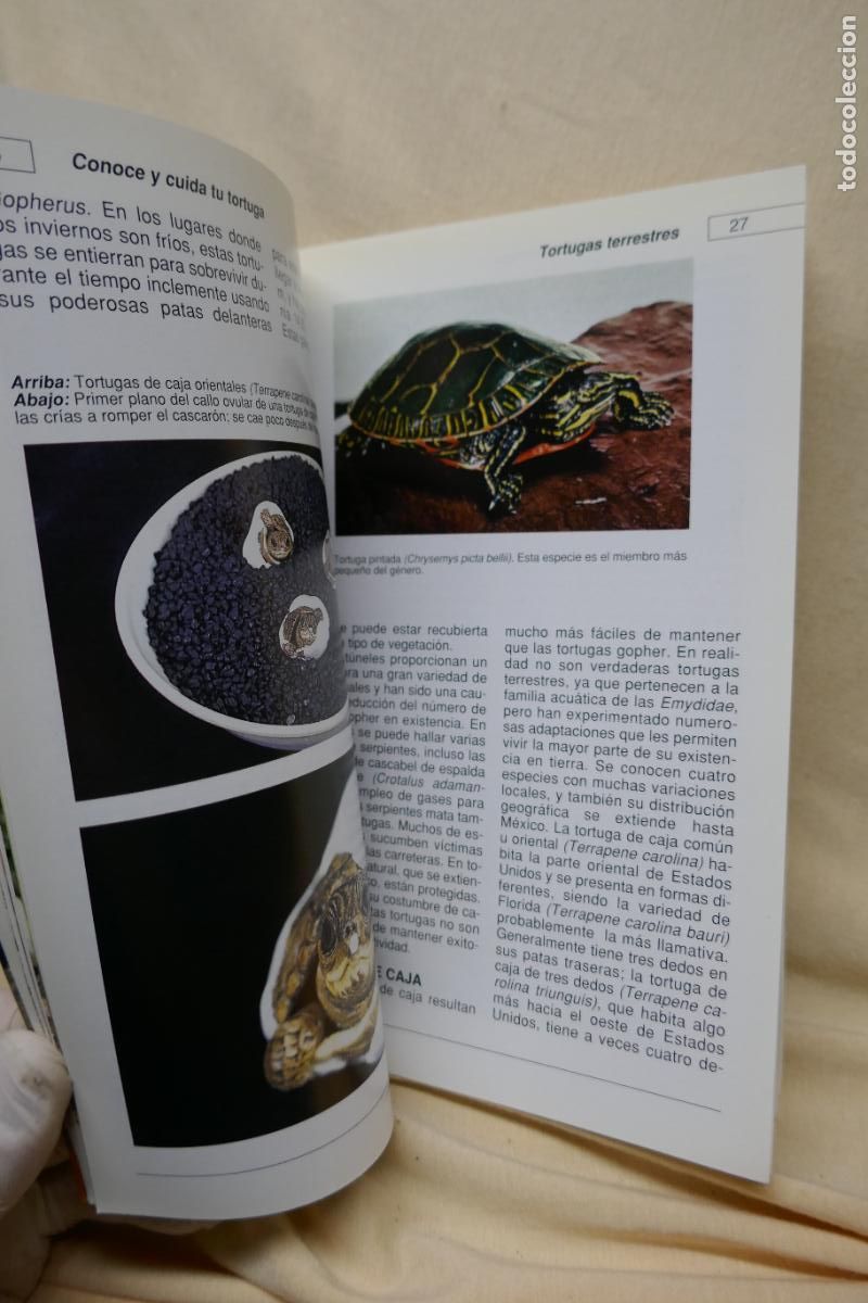 Libros de segunda mano: Conoce y cuida tu tortuga - Al David - Hispano Europea - Foto 15
