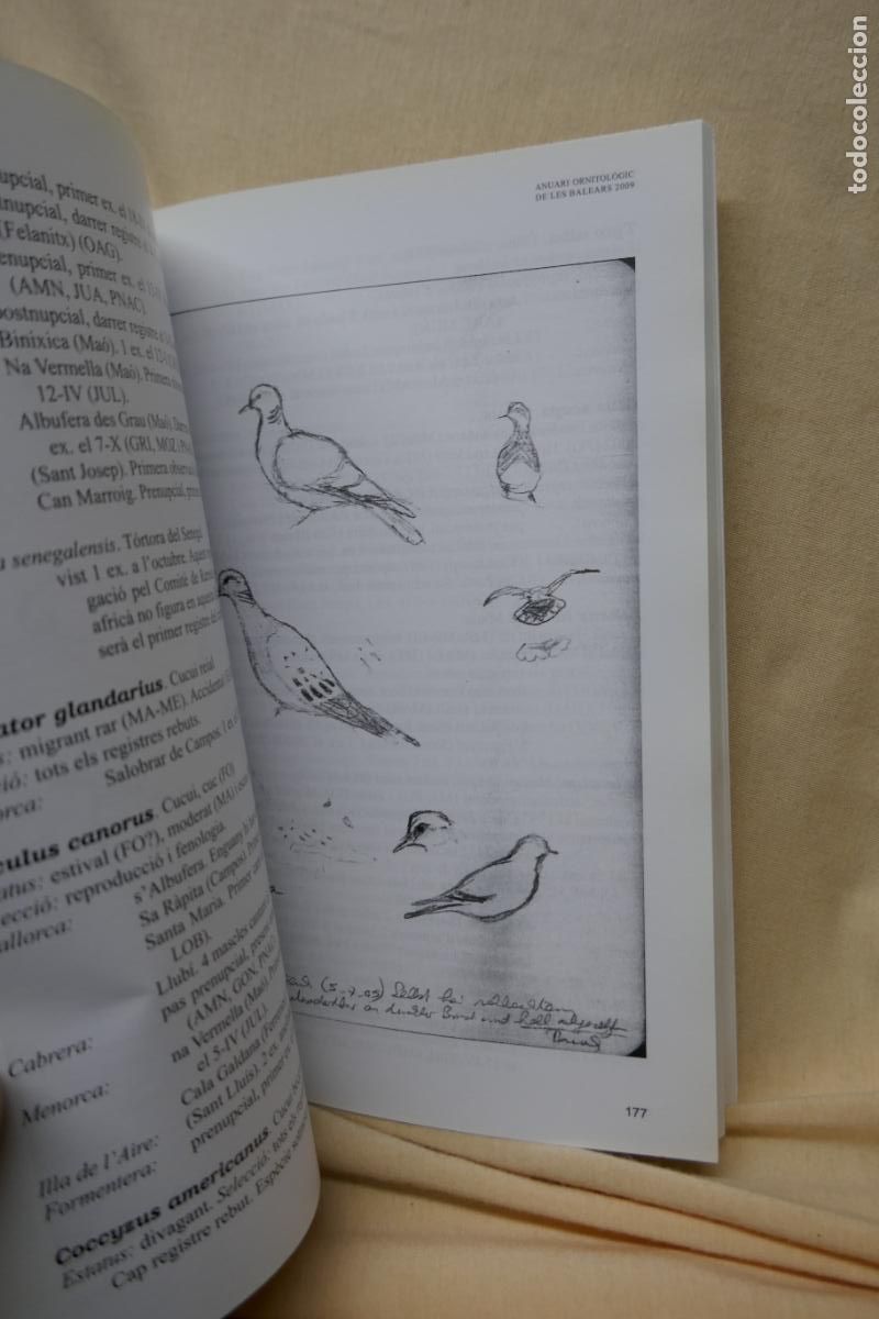 Libros de segunda mano: ANUARI ORNITOL&Ograve;GIC DE LES BALEARS, ANY 2009. VOLUM 24 - Foto 7
