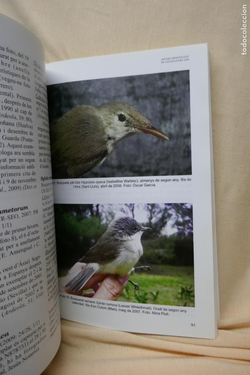 Libros de segunda mano: ANUARI ORNITOL&Ograve;GIC DE LES BALEARS, ANY 2009. VOLUM 24 - Foto 10