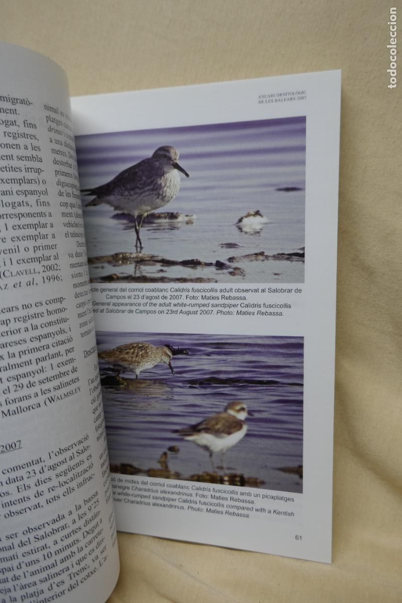 Libros de segunda mano: ANUARI ORNITOL&Ograve;GIC DE LES BALEARS, ANY 2007. VOLUM 22 - Foto 12