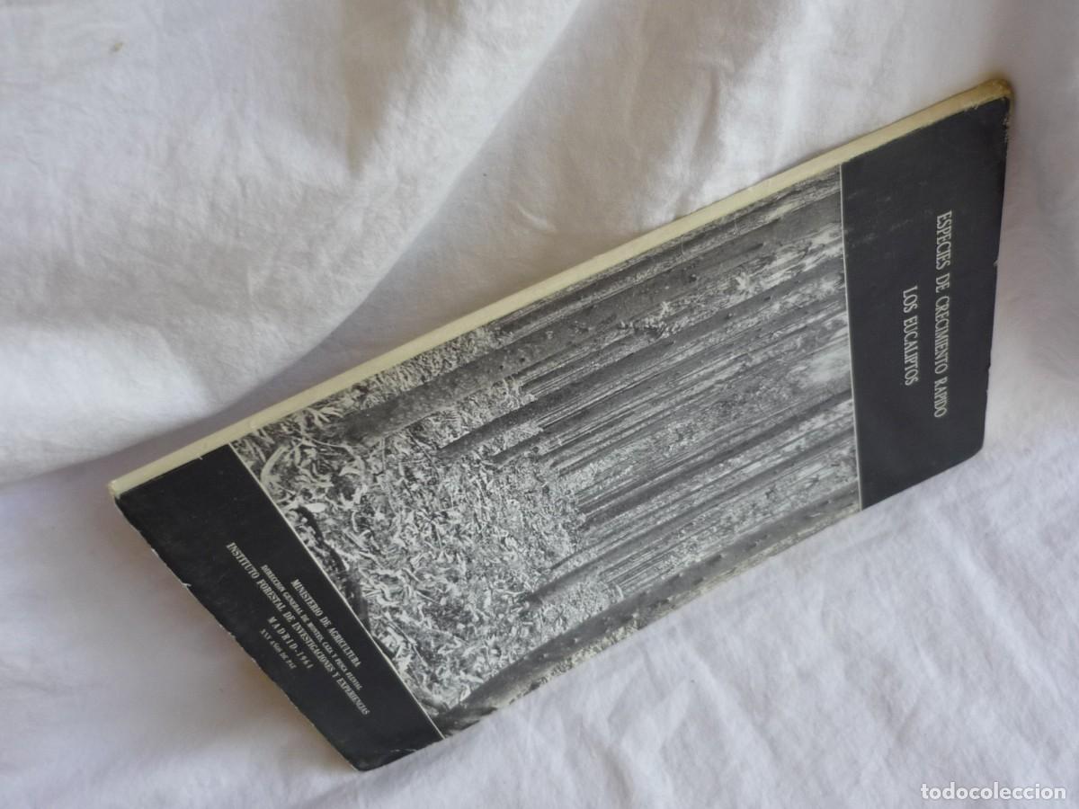 Libros de segunda mano: Especies de crecimiento r&aacute;pido eucaliptos 1964, 54 p&aacute;g. - Foto 3