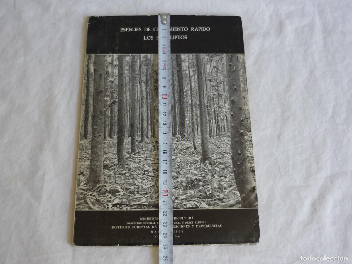 Libros de segunda mano: Especies de crecimiento r&aacute;pido eucaliptos 1964, 54 p&aacute;g. - Foto 4