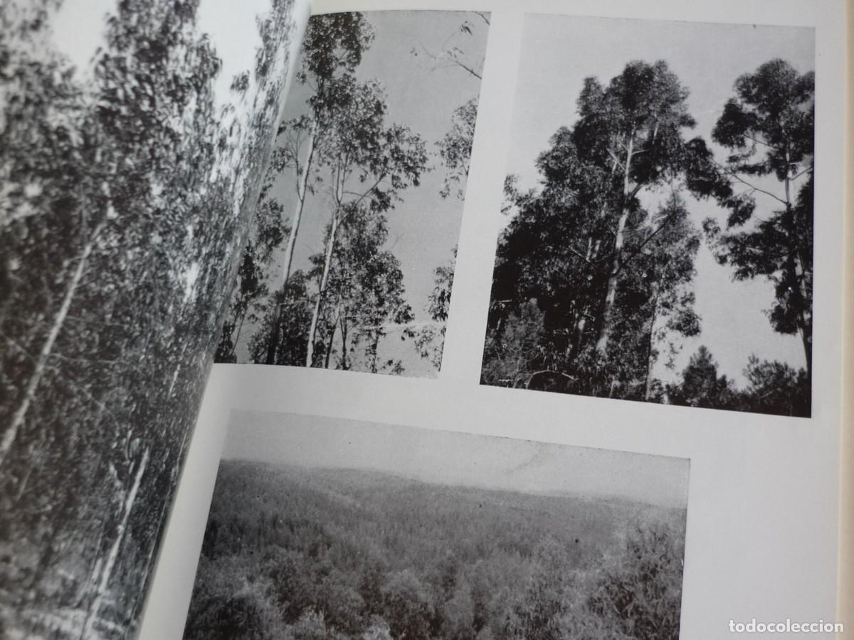 Libros de segunda mano: Especies de crecimiento r&aacute;pido eucaliptos 1964, 54 p&aacute;g. - Foto 9