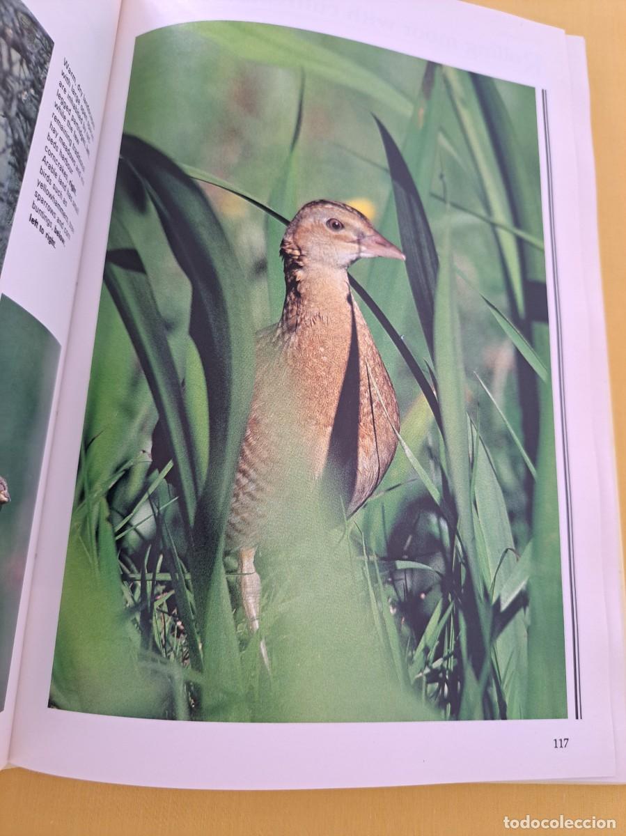 Libros de segunda mano: ROB HUME - DISCOVERING BIRDS - RSPB 1992 - IDIOMA INGLES - Foto 5