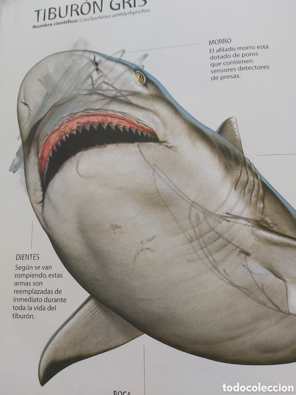 Libros de segunda mano: TIBURONES Y OTROS MONSTRUOS MARINOS - LIBSA - 2012 - Foto 5