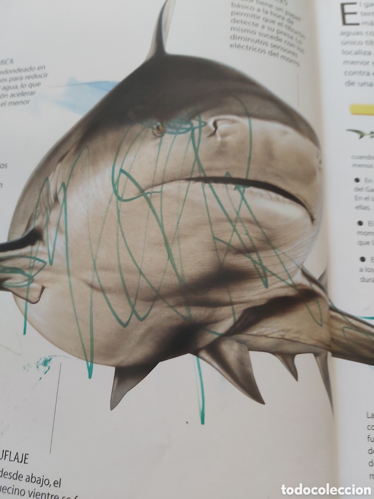 Libros de segunda mano: TIBURONES Y OTROS MONSTRUOS MARINOS - LIBSA - 2012 - Foto 6