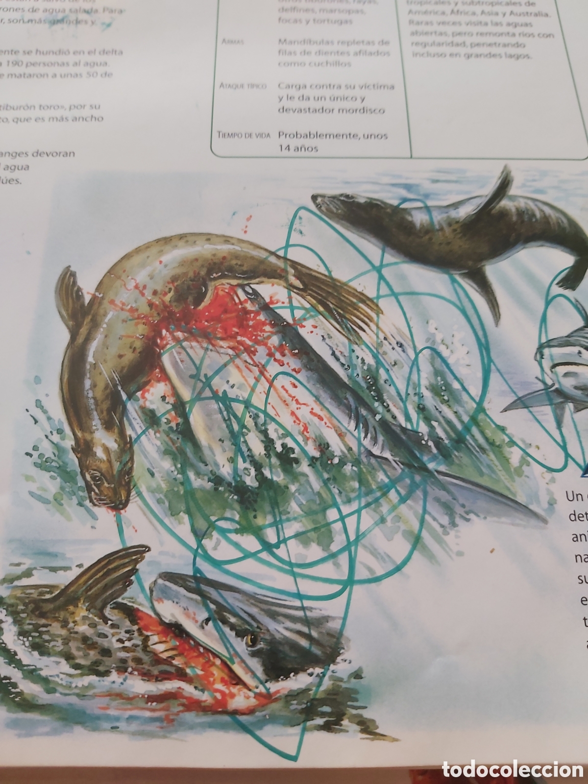 Libros de segunda mano: TIBURONES Y OTROS MONSTRUOS MARINOS - LIBSA - 2012 - Foto 7
