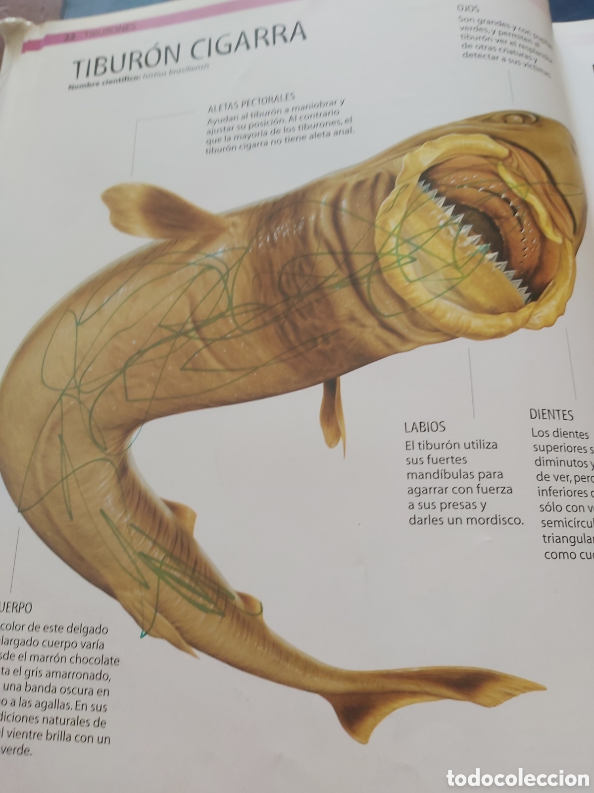 Libros de segunda mano: TIBURONES Y OTROS MONSTRUOS MARINOS - LIBSA - 2012 - Foto 10