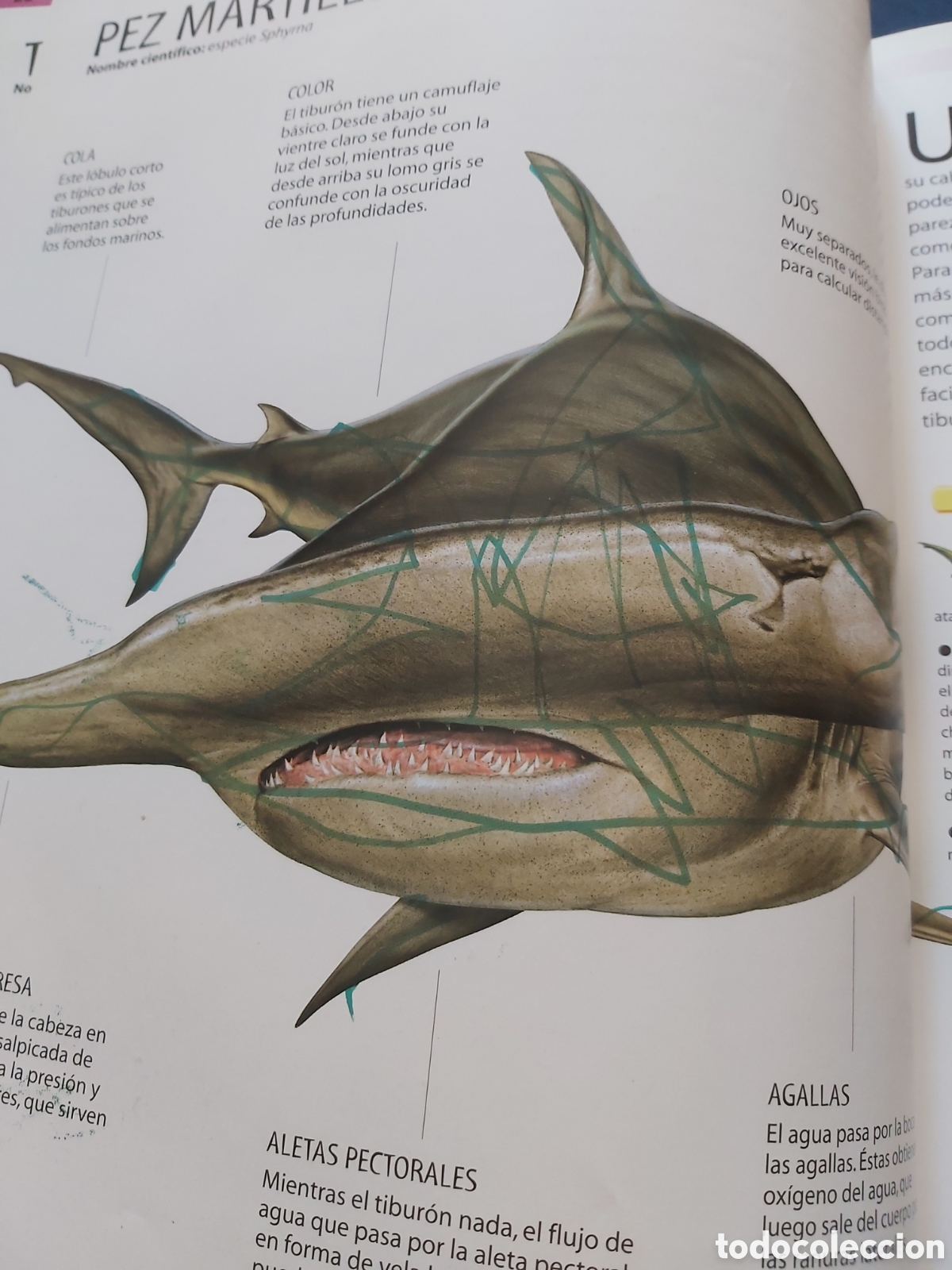 Libros de segunda mano: TIBURONES Y OTROS MONSTRUOS MARINOS - LIBSA - 2012 - Foto 11