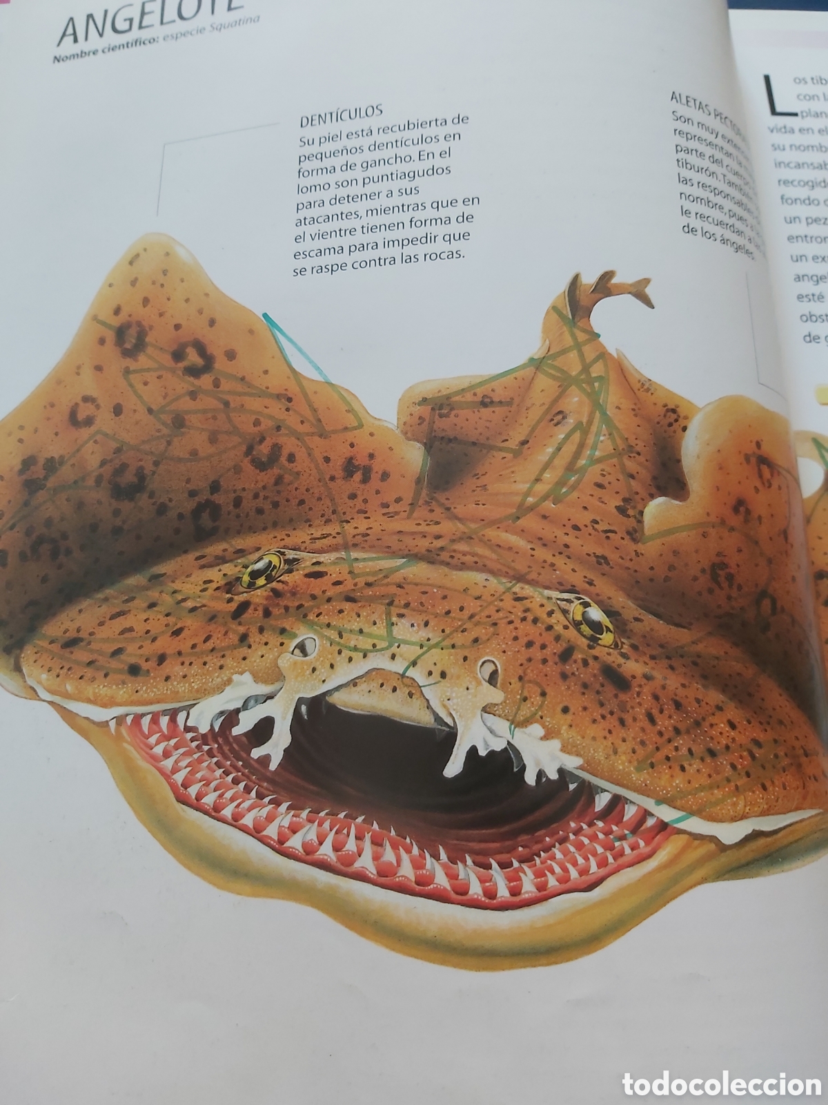 Libros de segunda mano: TIBURONES Y OTROS MONSTRUOS MARINOS - LIBSA - 2012 - Foto 13