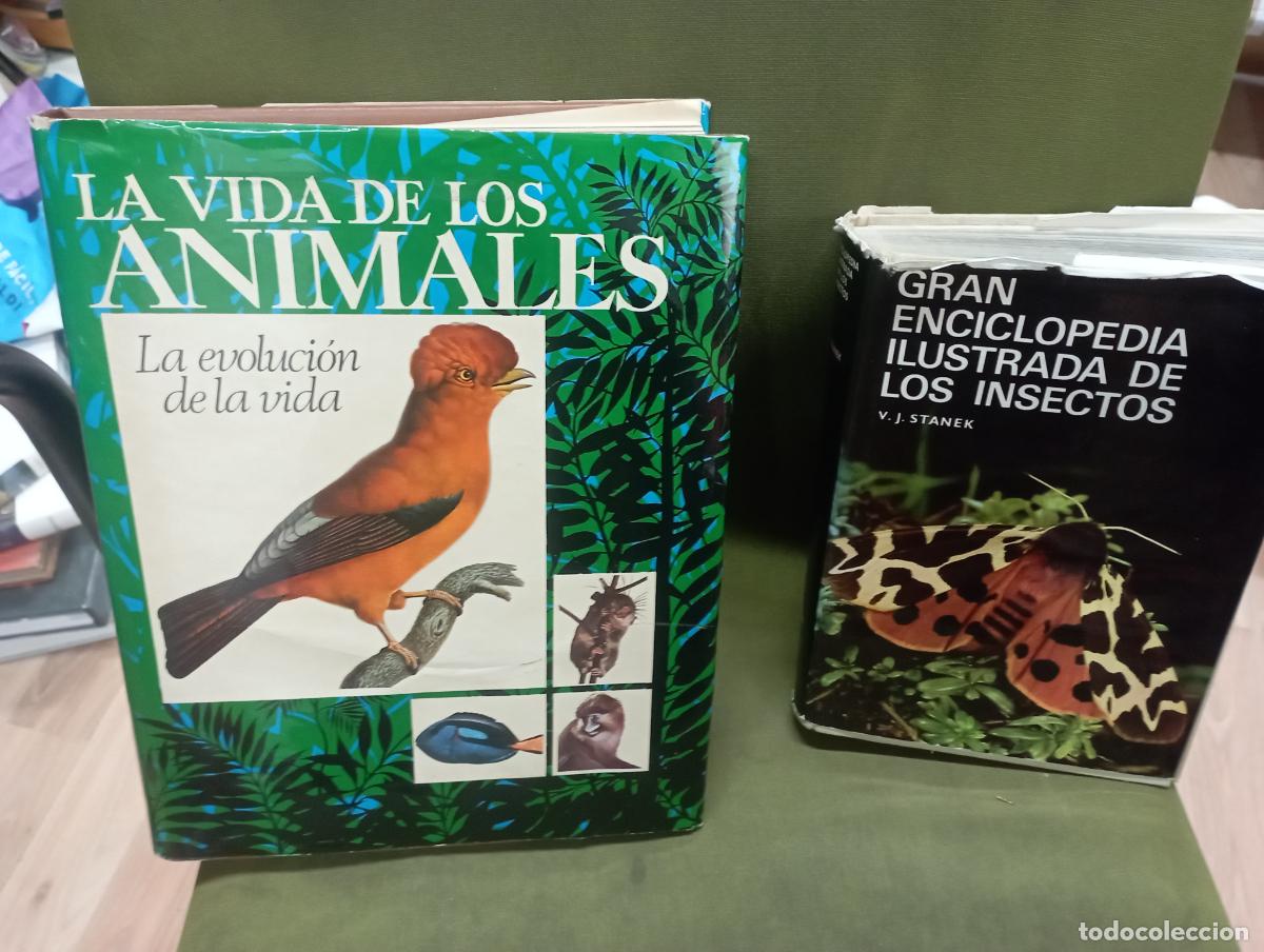 Libros de segunda mano: dos libros - la vida de los animales --gran enciclopedia ilustrada de los insectos - Foto 1