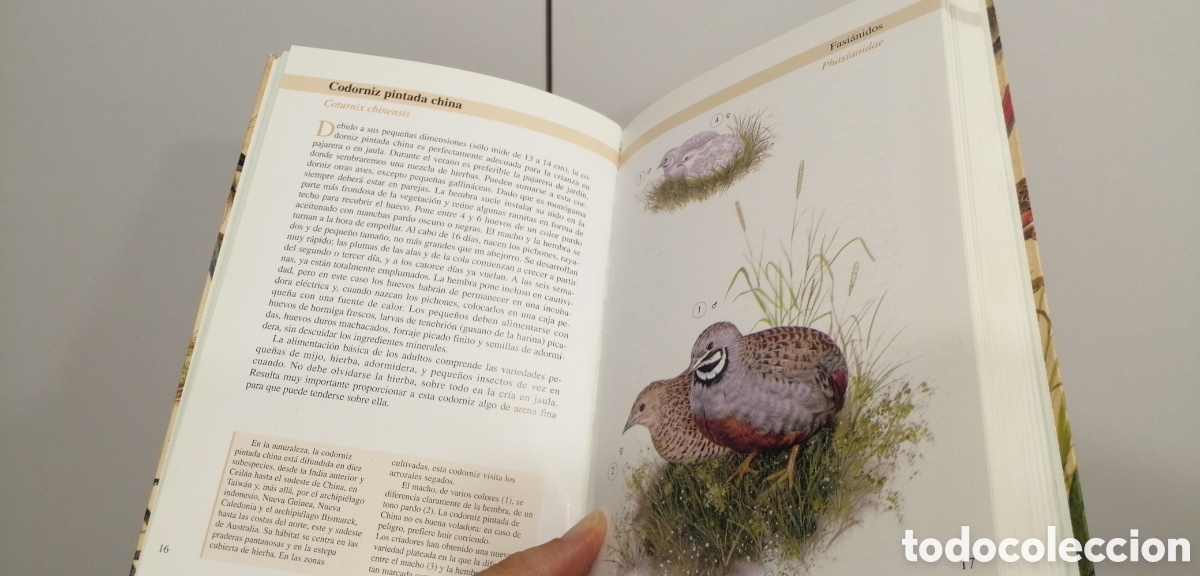 Libros de segunda mano: Aves de jaula Tikal 2009 - Foto 10