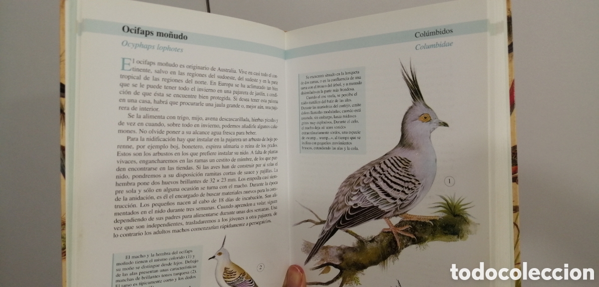 Libros de segunda mano: Aves de jaula Tikal 2009 - Foto 11