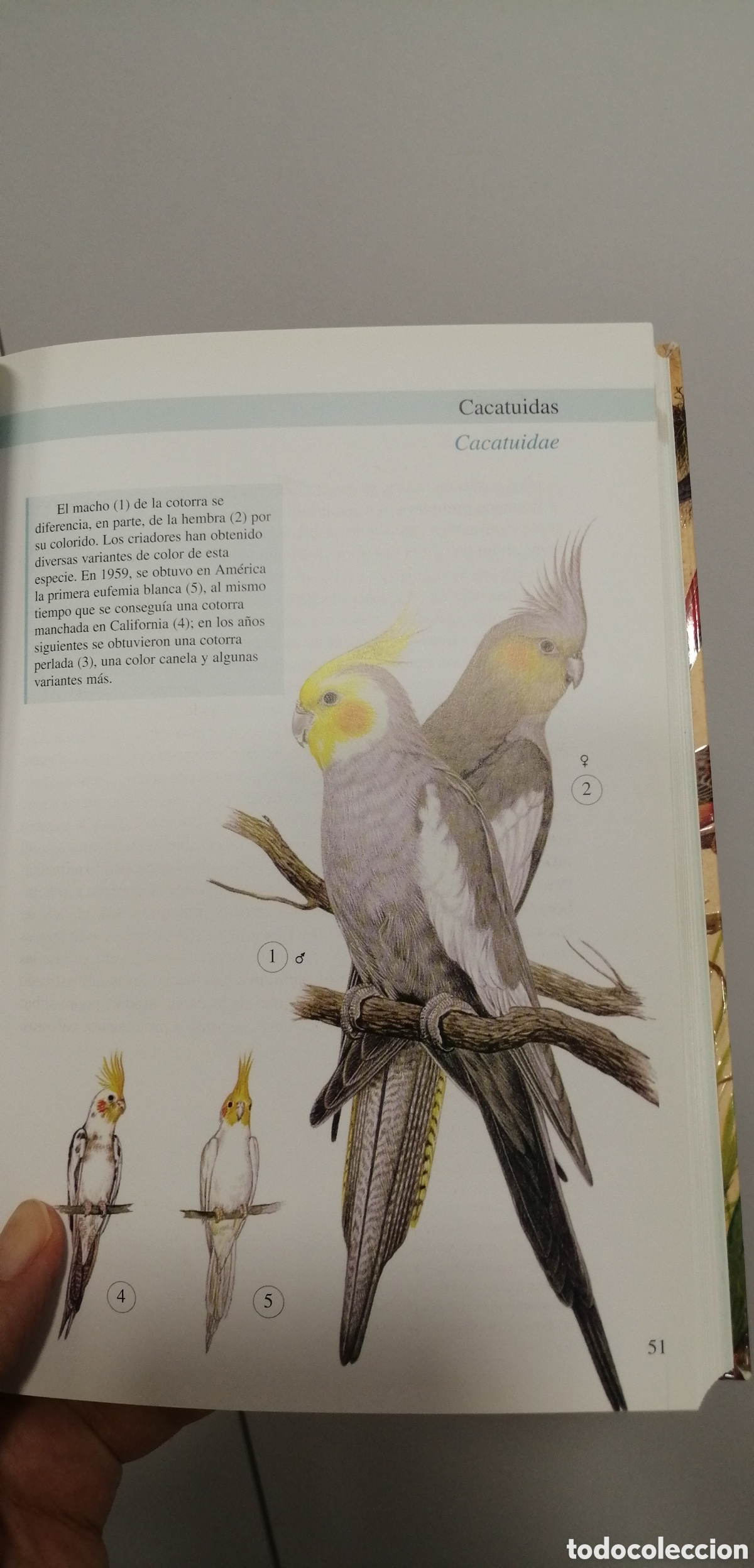 Libros de segunda mano: Aves de jaula Tikal 2009 - Foto 12