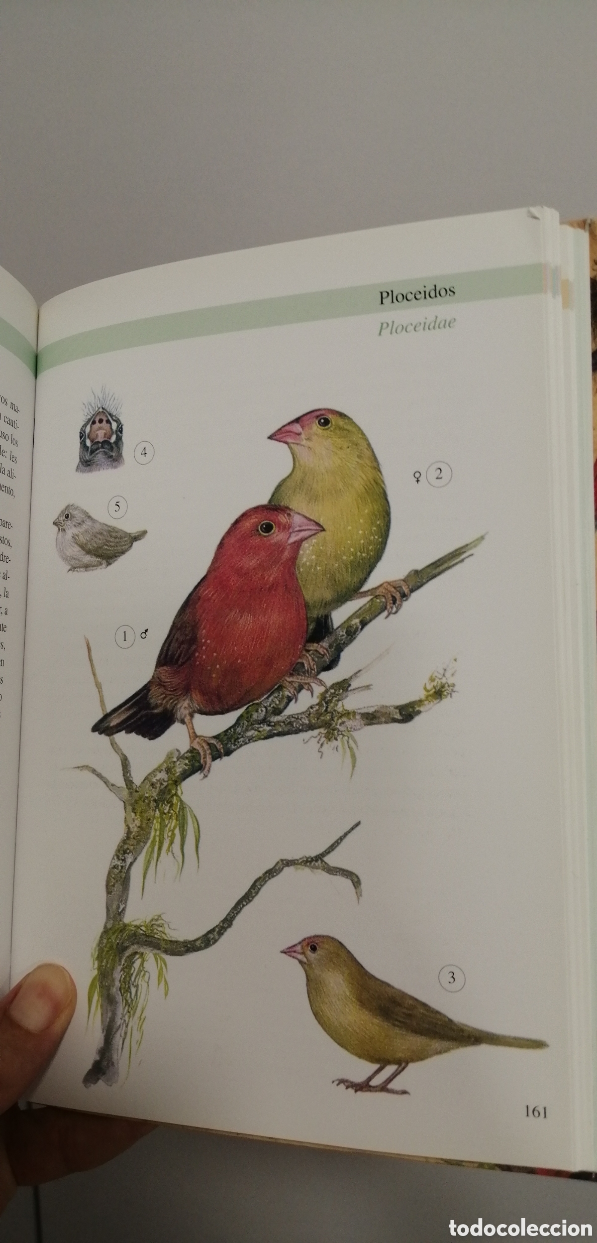 Libros de segunda mano: Aves de jaula Tikal 2009 - Foto 13