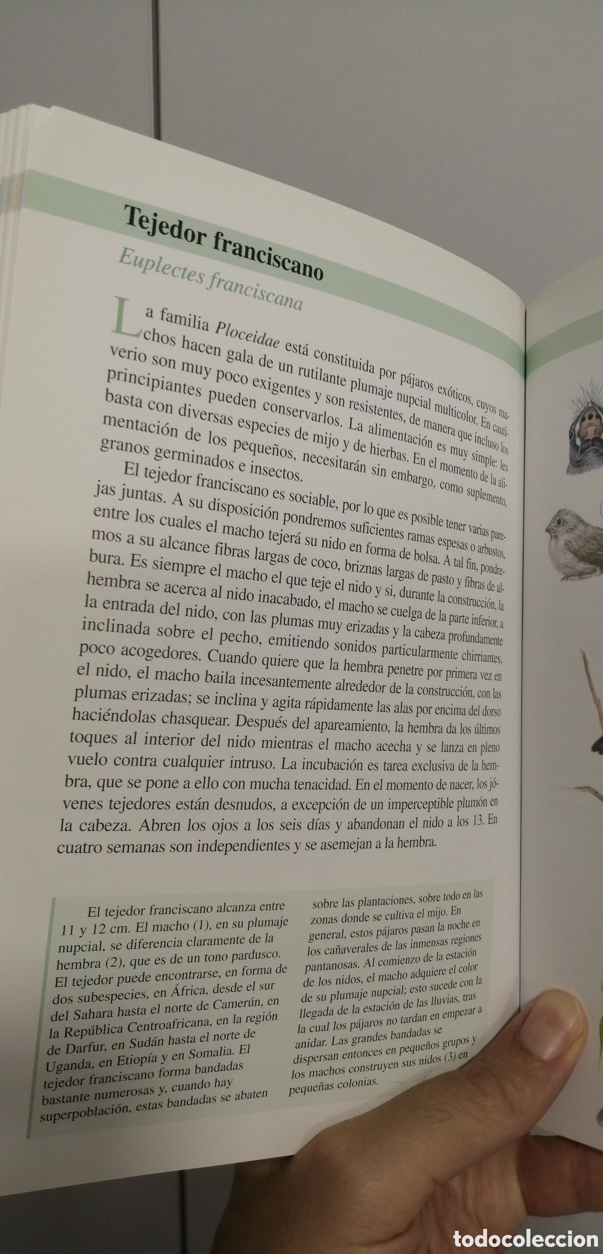 Libros de segunda mano: Aves de jaula Tikal 2009 - Foto 14