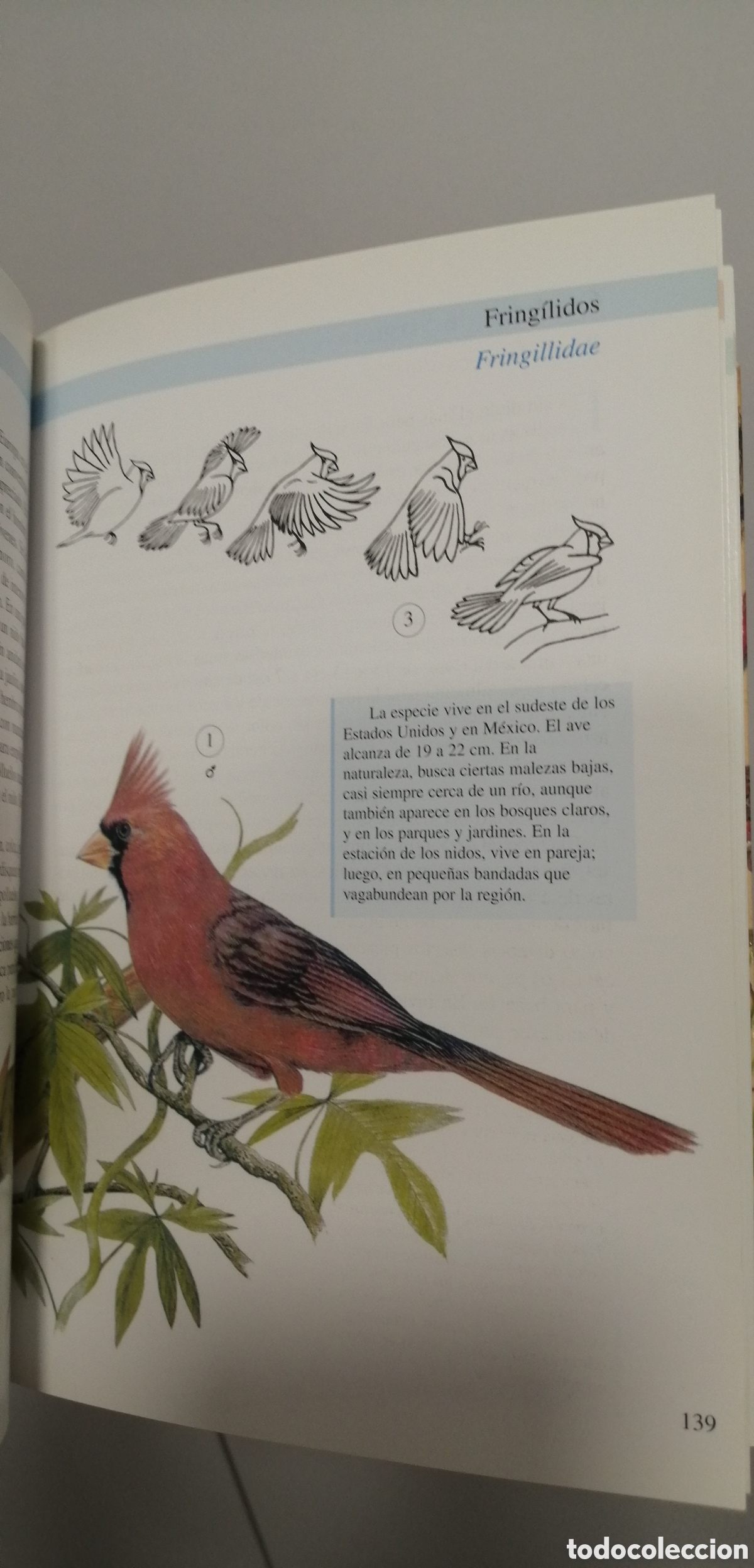 Libros de segunda mano: Aves de jaula Tikal 2009 - Foto 15